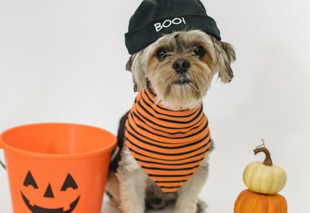 Halloween Pet Costume Photo Contest
