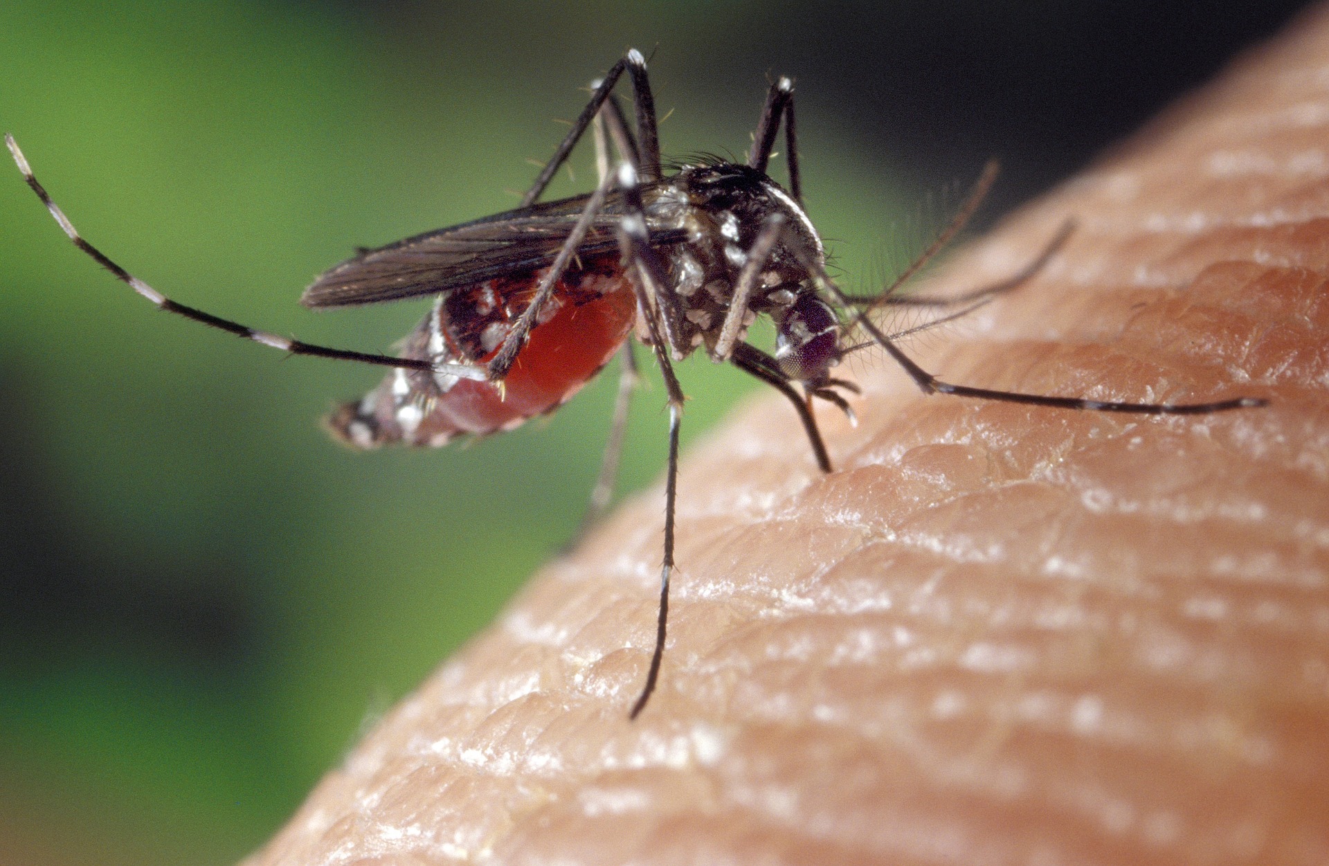NH DHHS Identifies Season’s First Positive Test for West Nile Virus in Mosquito Batch in Manchester