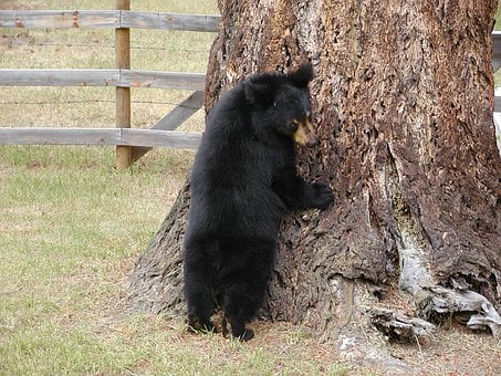 NH Bear Hunting Season Starts Tomorrow