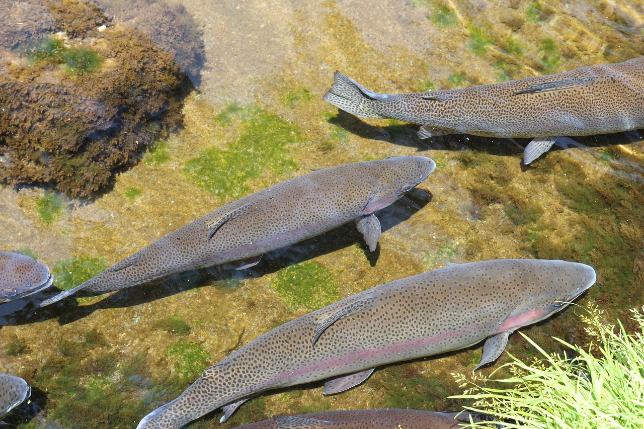 Henniker Community School Stocks Fish in Contoocook River
