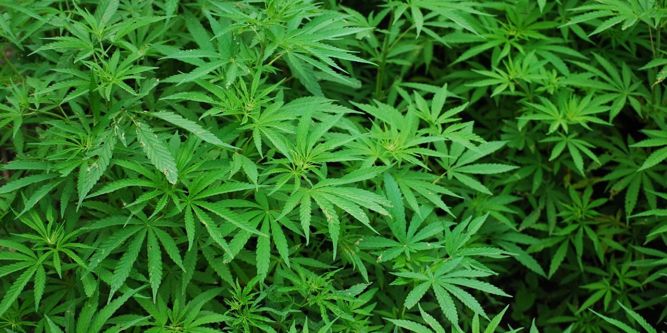 Gov. Ayotte Vetoes Bill to Expand Cultivation of Medicinal Marijuana