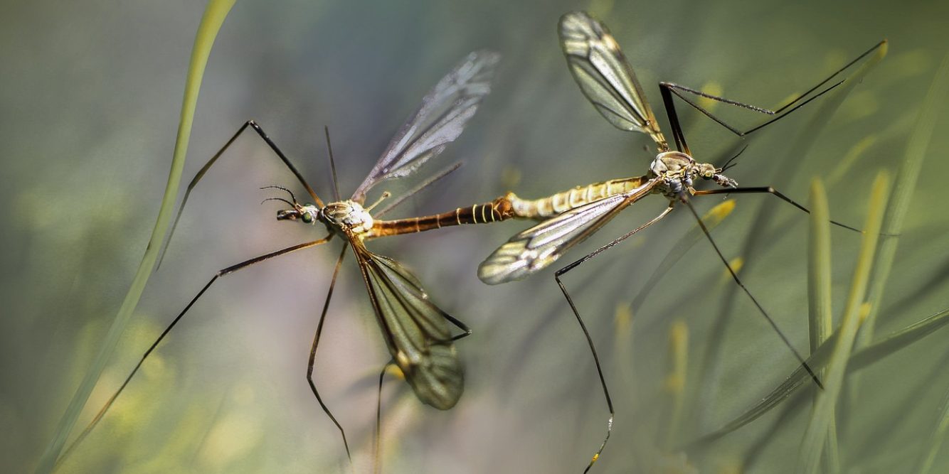 Mosquitoes In NH Show Low Virus Activity This Season