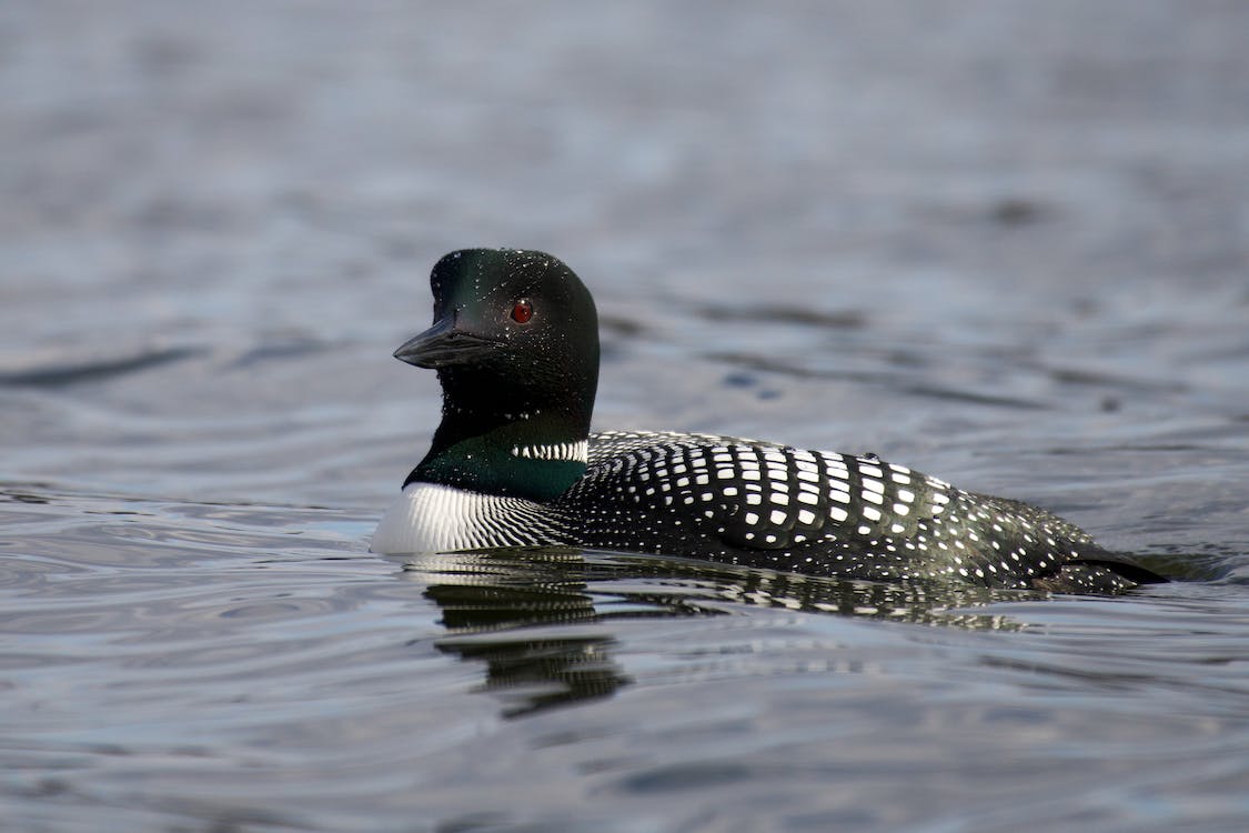 Protecting the Loon Population in NH