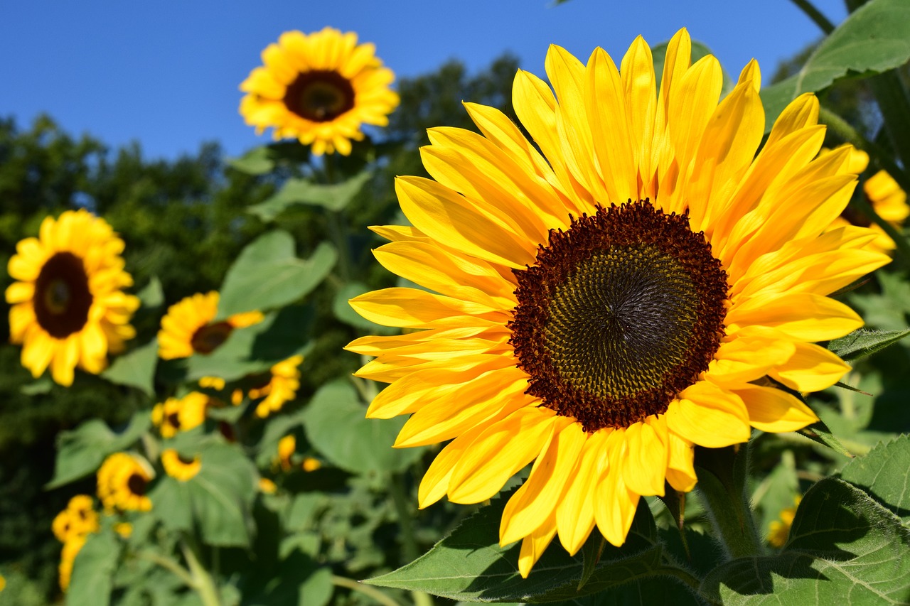 Sunflower Festivals This Weekend