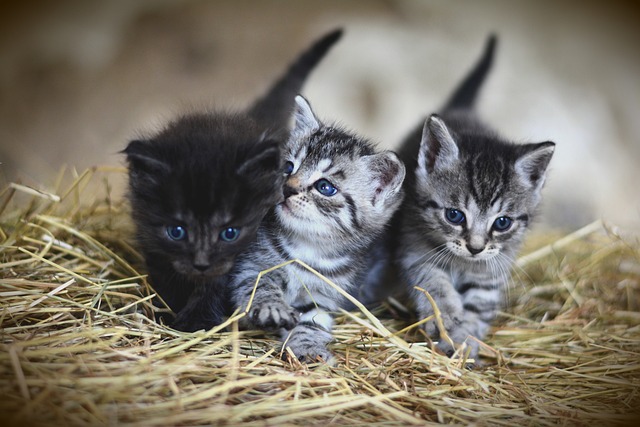 Health Officials Voice Concern After 2 Stray Kittens Test Positive for Rabies
