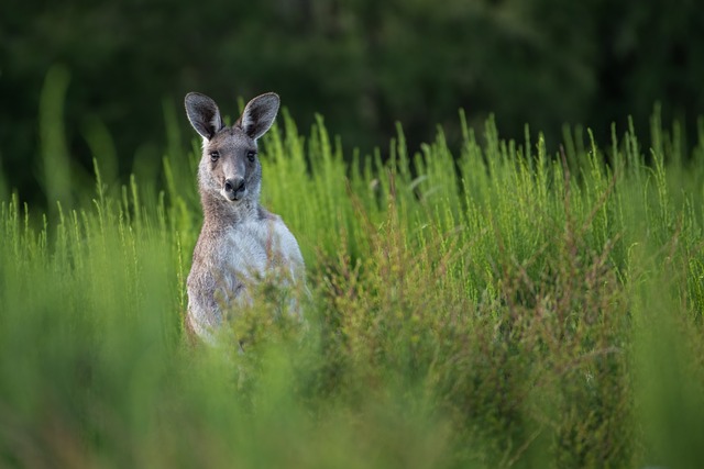 Bill Proposed That Would Allow Kangaroos to Become Pets