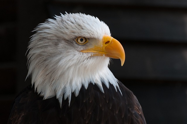 Numbers of Bald Eagles Continues to Soar