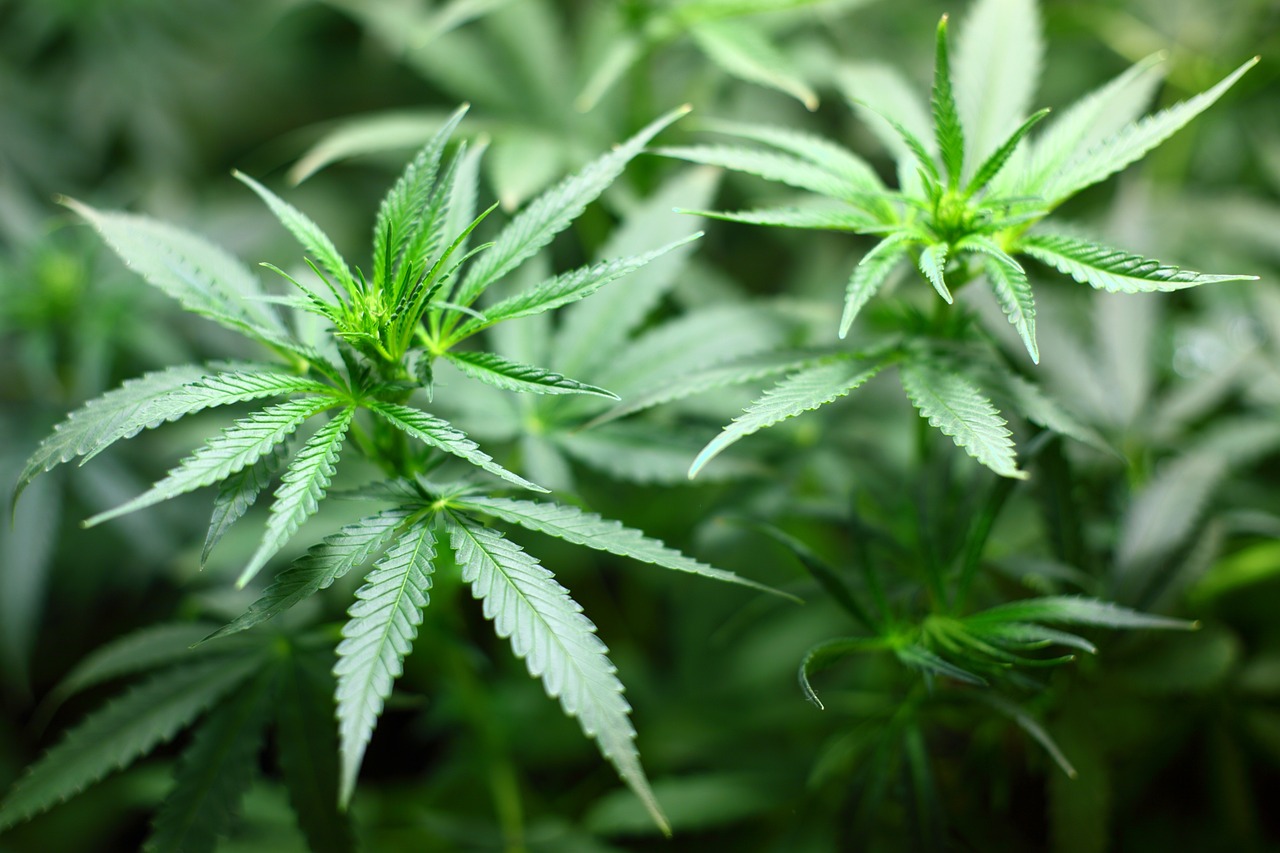 New Hampshire House to Vote on Marijuana Legalization