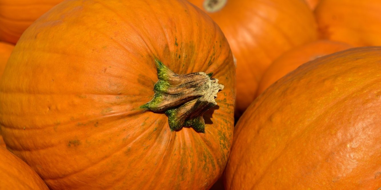 Laconia and Chamber of Commerce at Odds Over Future Home of Pumpkin Festival