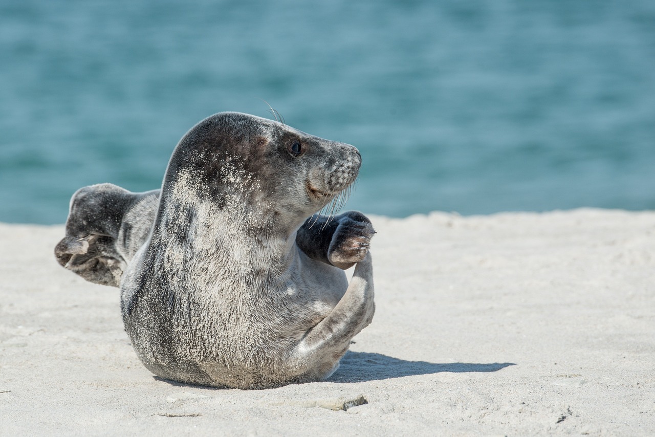 Gray Seal Rescued at the Isles of Shoals