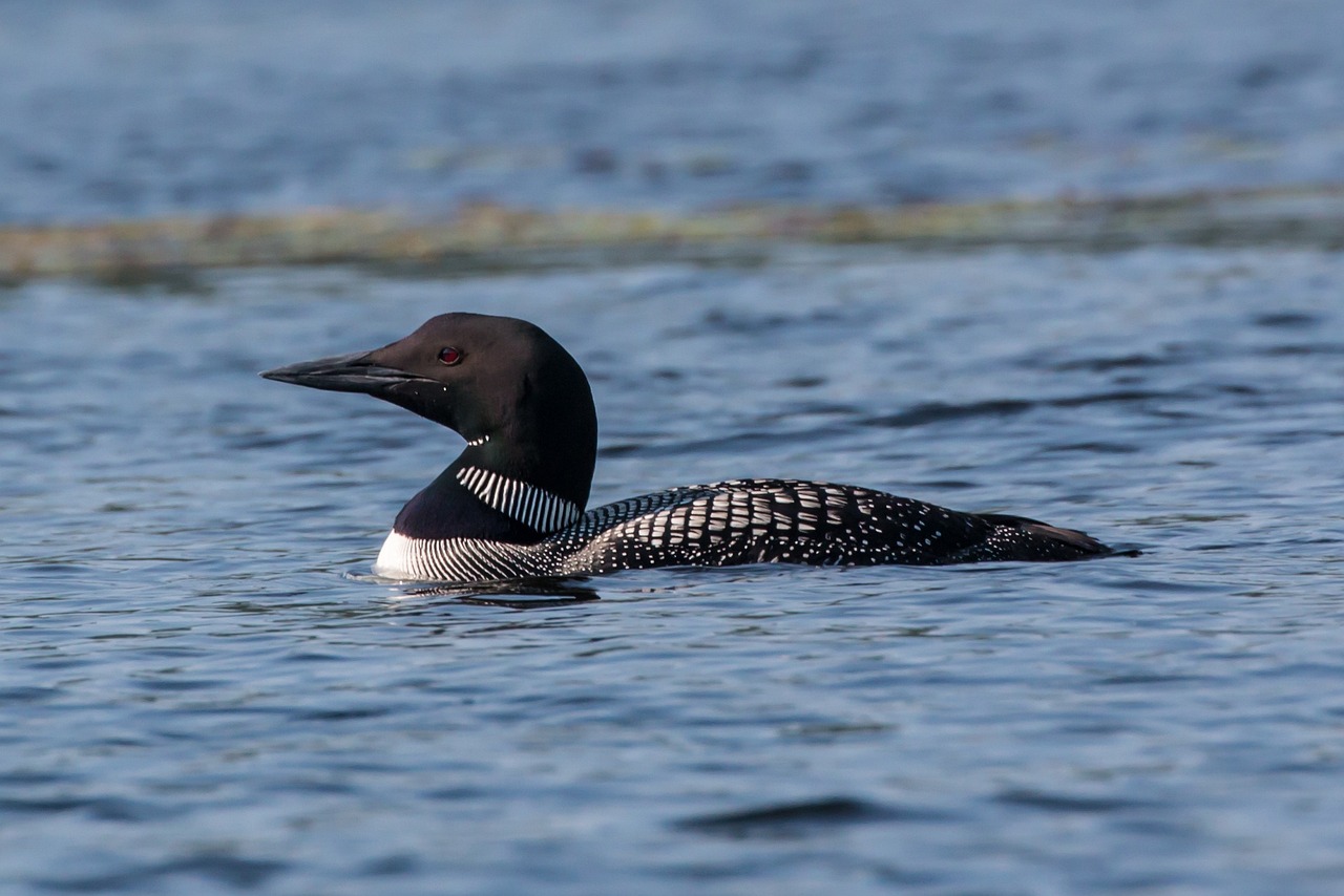 Loons Rescued from Lake Opechee