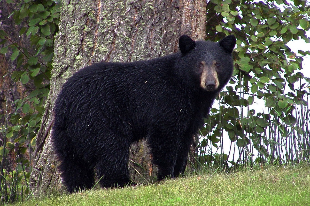 State Fish & Game Officials: Beware of Bears as You Venture Outside this Summer