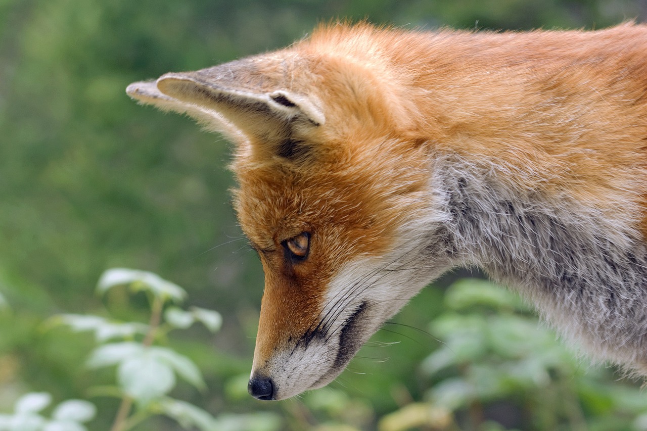 Mother and Child Attacked by Fox in Hollis
