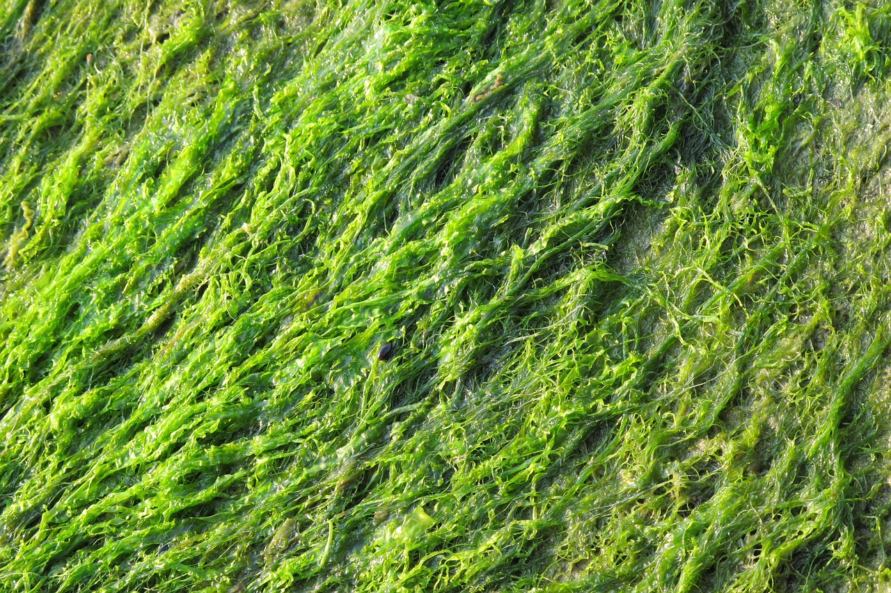 Health Officials: Blue-Green Algae Blooms Persist in Parts of Lake Winnipesaukee