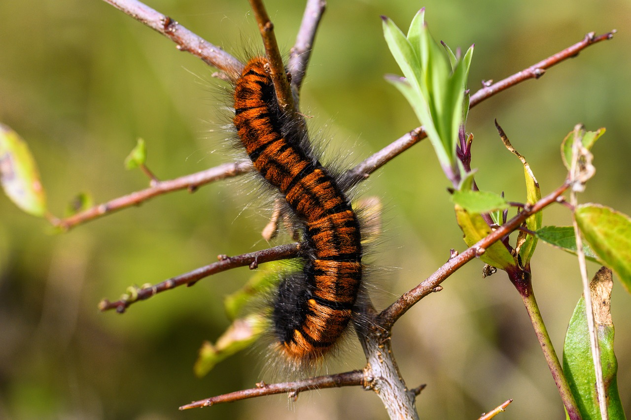 Caterpillar That’s Known to Cause Rashes Found in Portsmouth