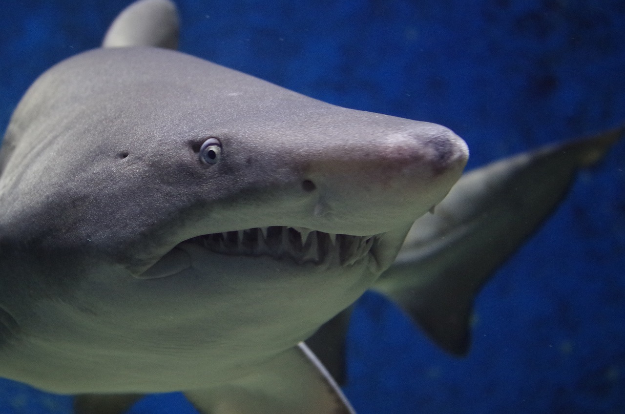 Basking Shark Spotted Off Hampton Beach