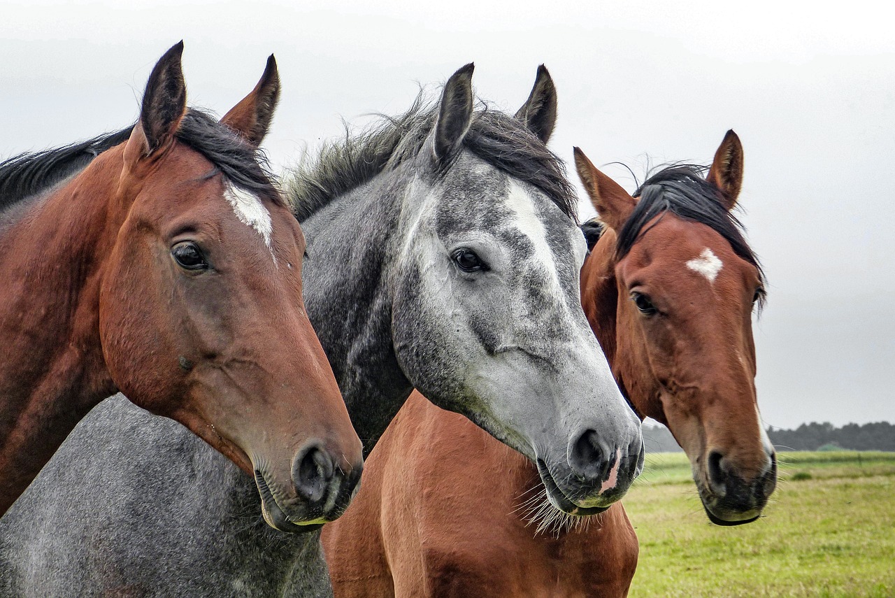 Chichester Animal Rescue Stripped of License