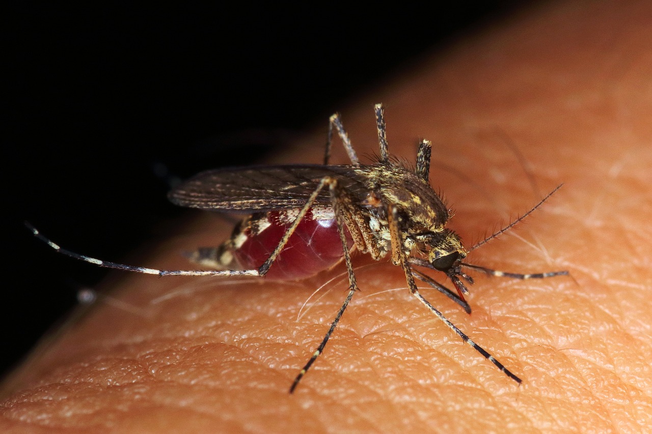 Health Officials: Two New Hampshire Residents Treated for Eastern Equine Encephalitis