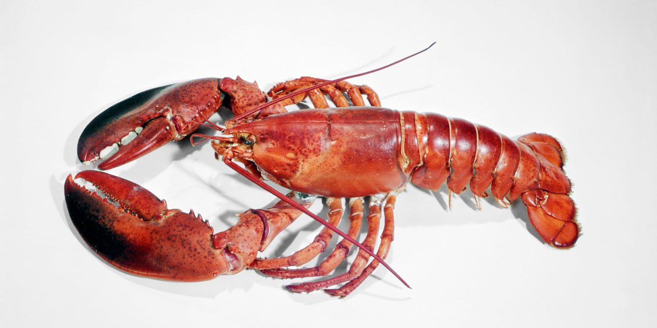 Rare Orange Lobsters Found In Seabrook