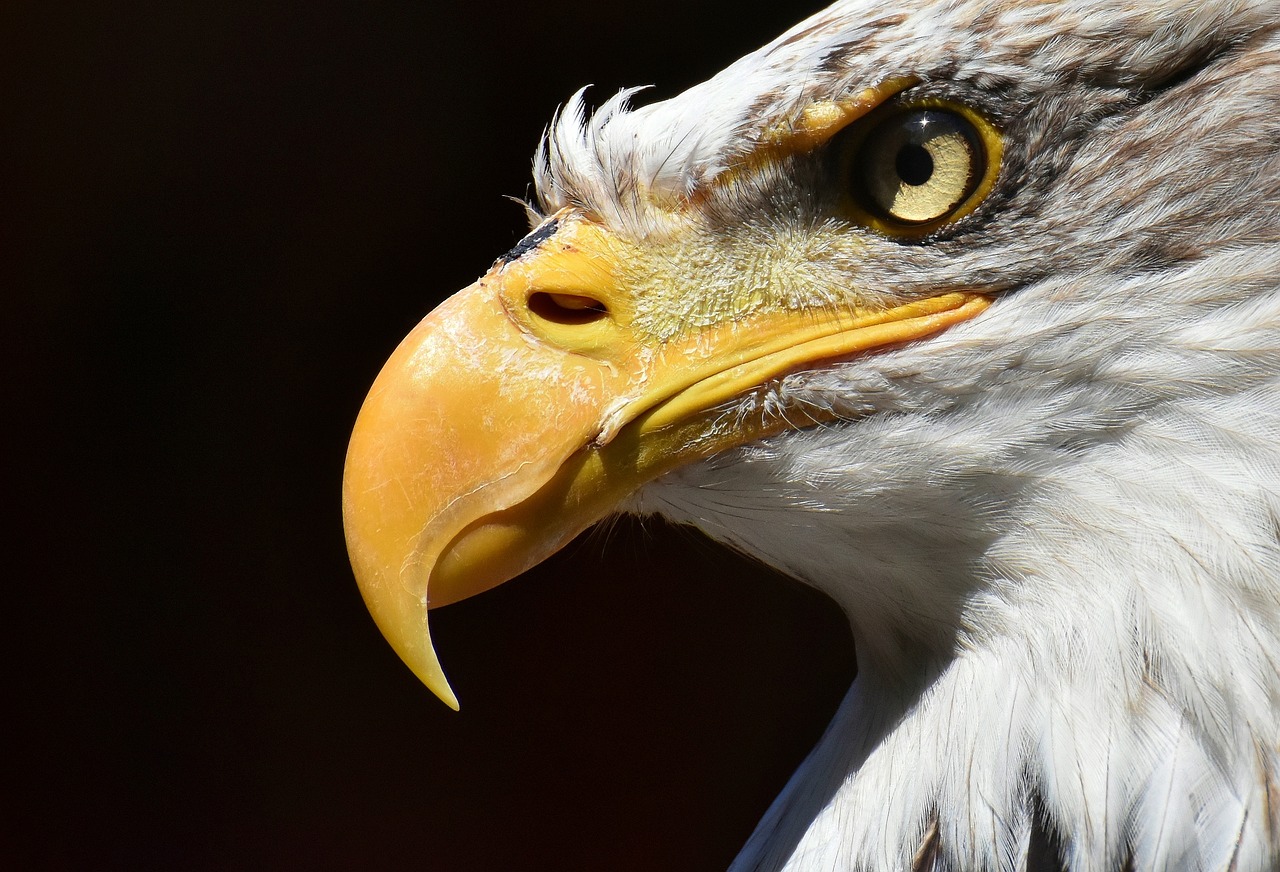 Concord’s Audubon’s Bald Eagle Ambassador Dead at Age 36