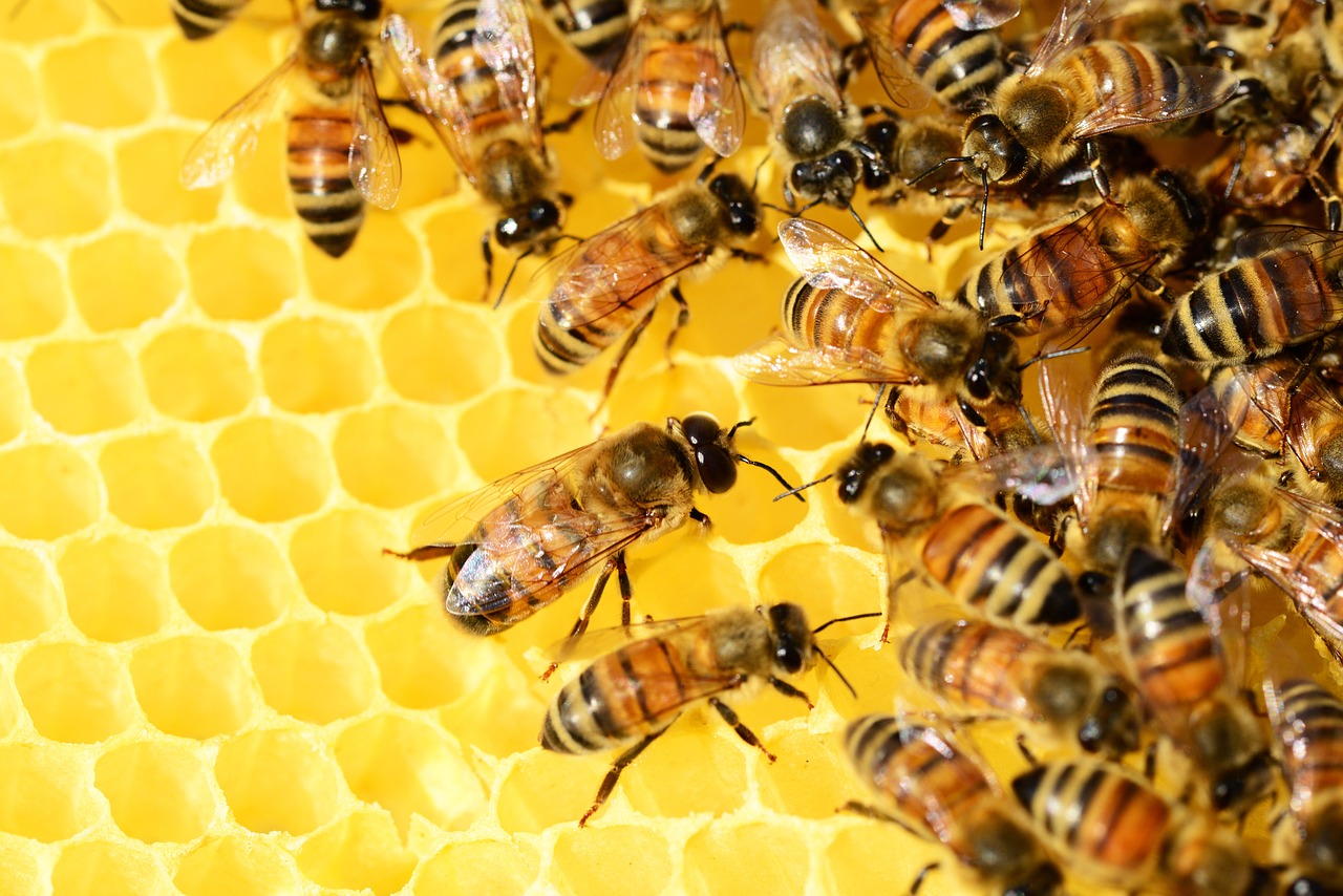 New Hampshire Beekeepers Say Climate Change Stressing Out Their Bees