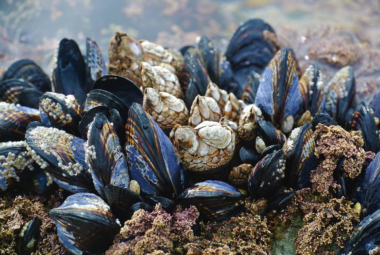 Boaters Warned of Dangers Associated with Mussels