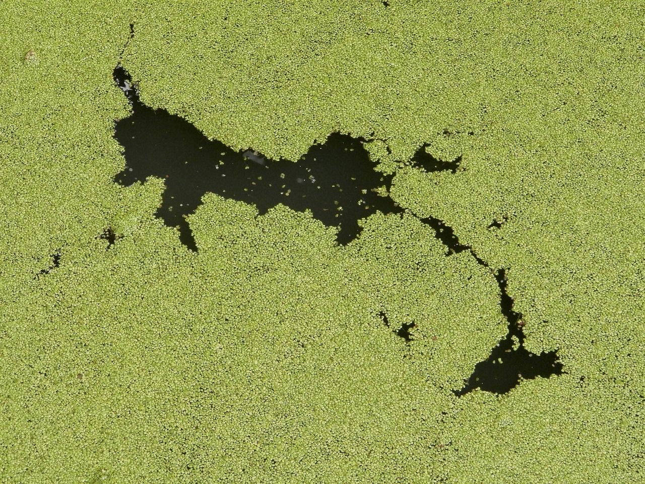 Active Cyanobacteria Warnings Throughout the Granite State