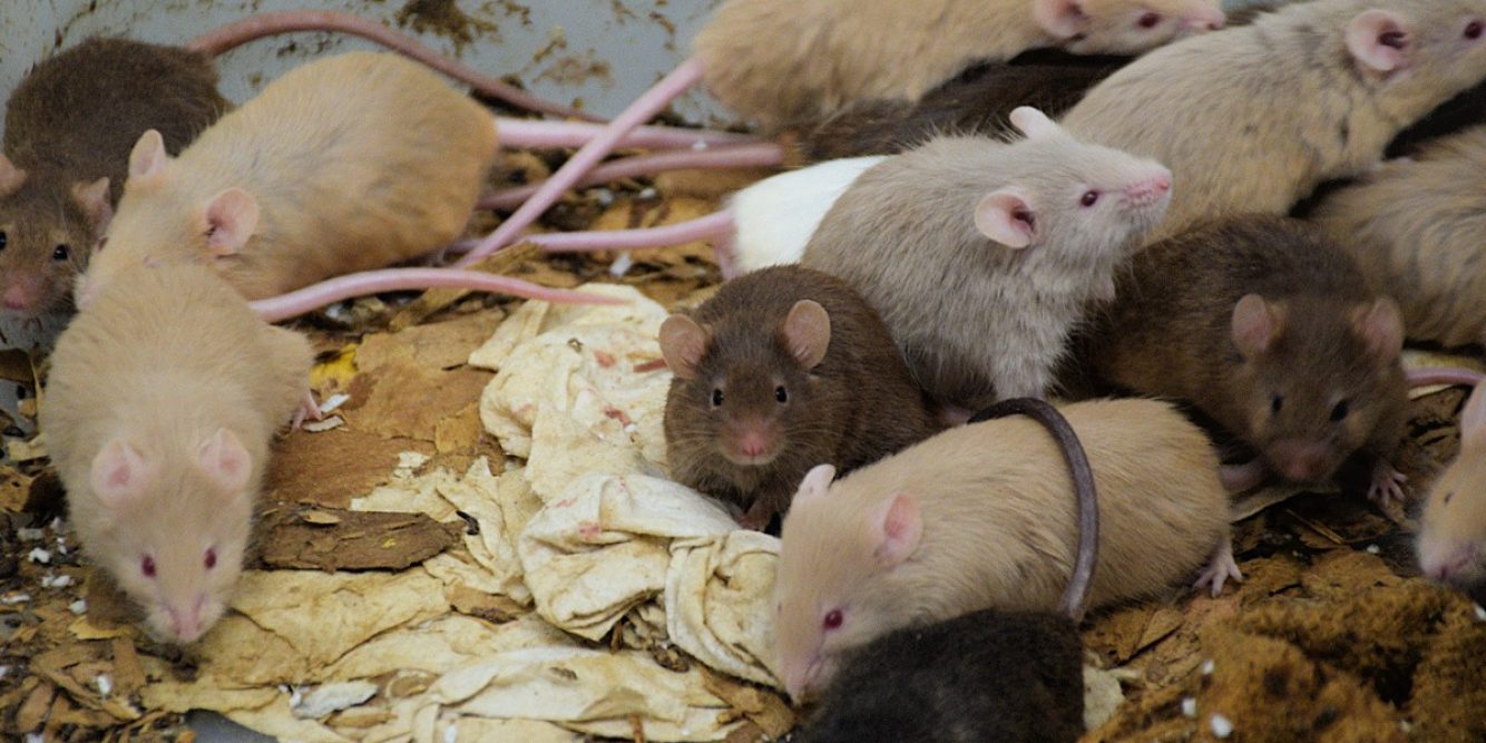 Hundreds of Mice Surrendered