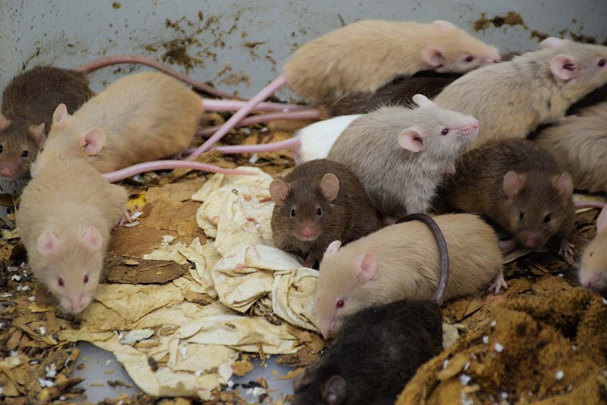 Hundreds of Mice Surrendered