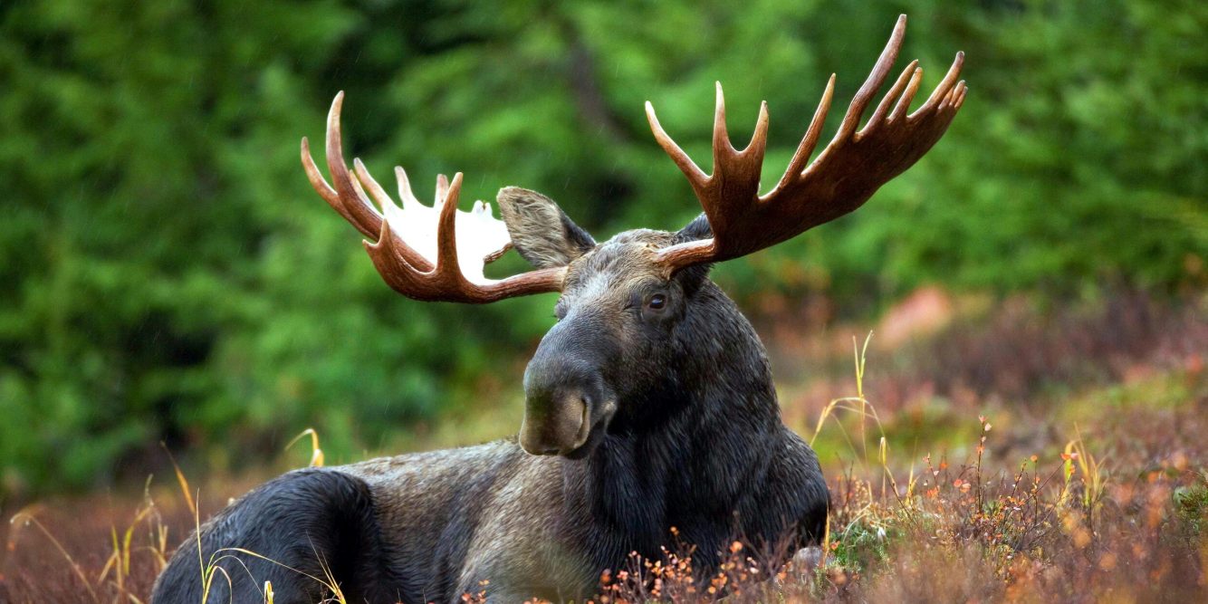 NH’s Moose Hunt Lottery Is Open