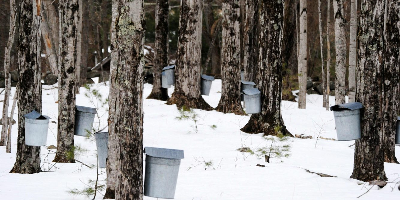 Maple Syrup Production Is Ramping Up