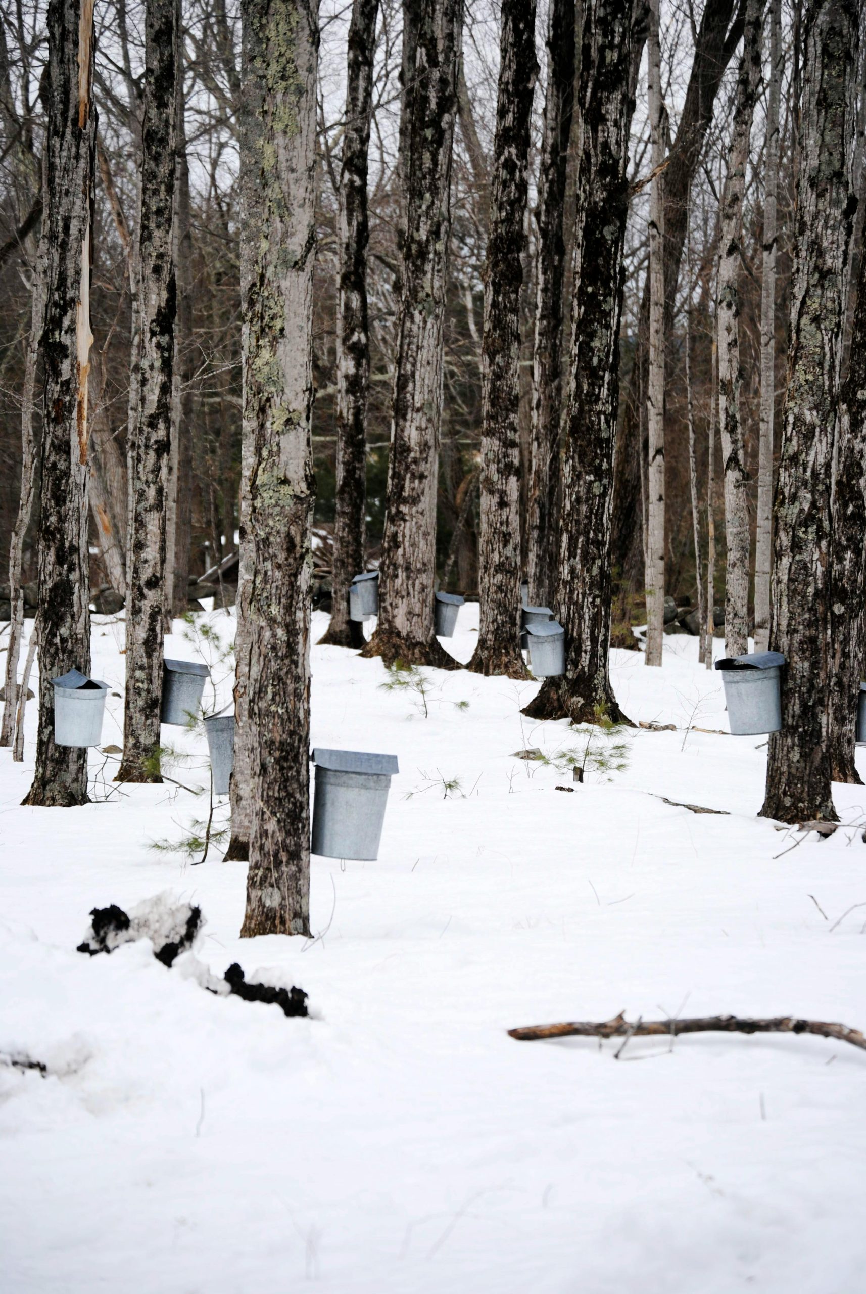 Maple Syrup Production Is Ramping Up