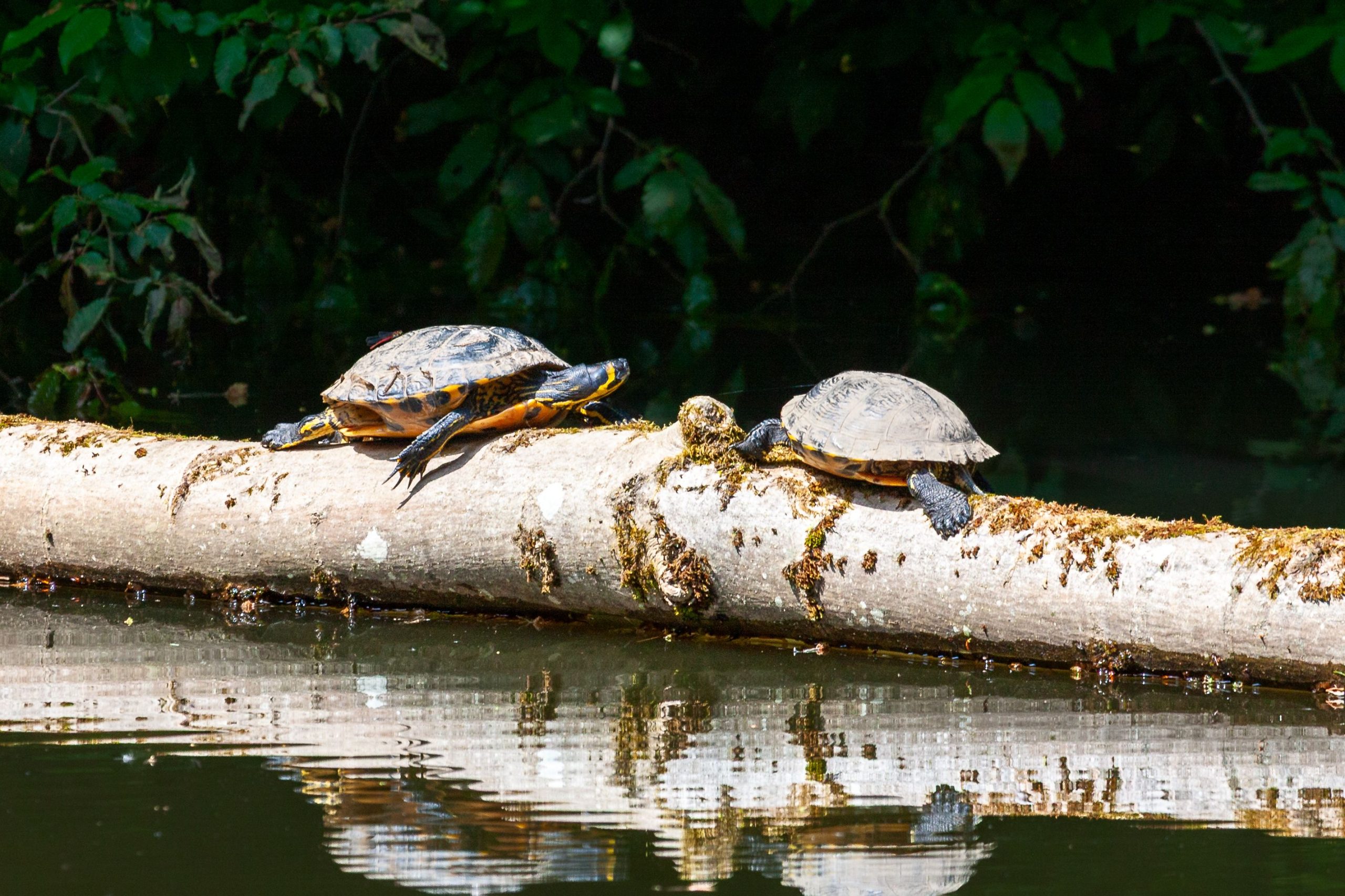 Man Fined $620 For Turtle Deaths, 1st To Be Convicted Under New Law