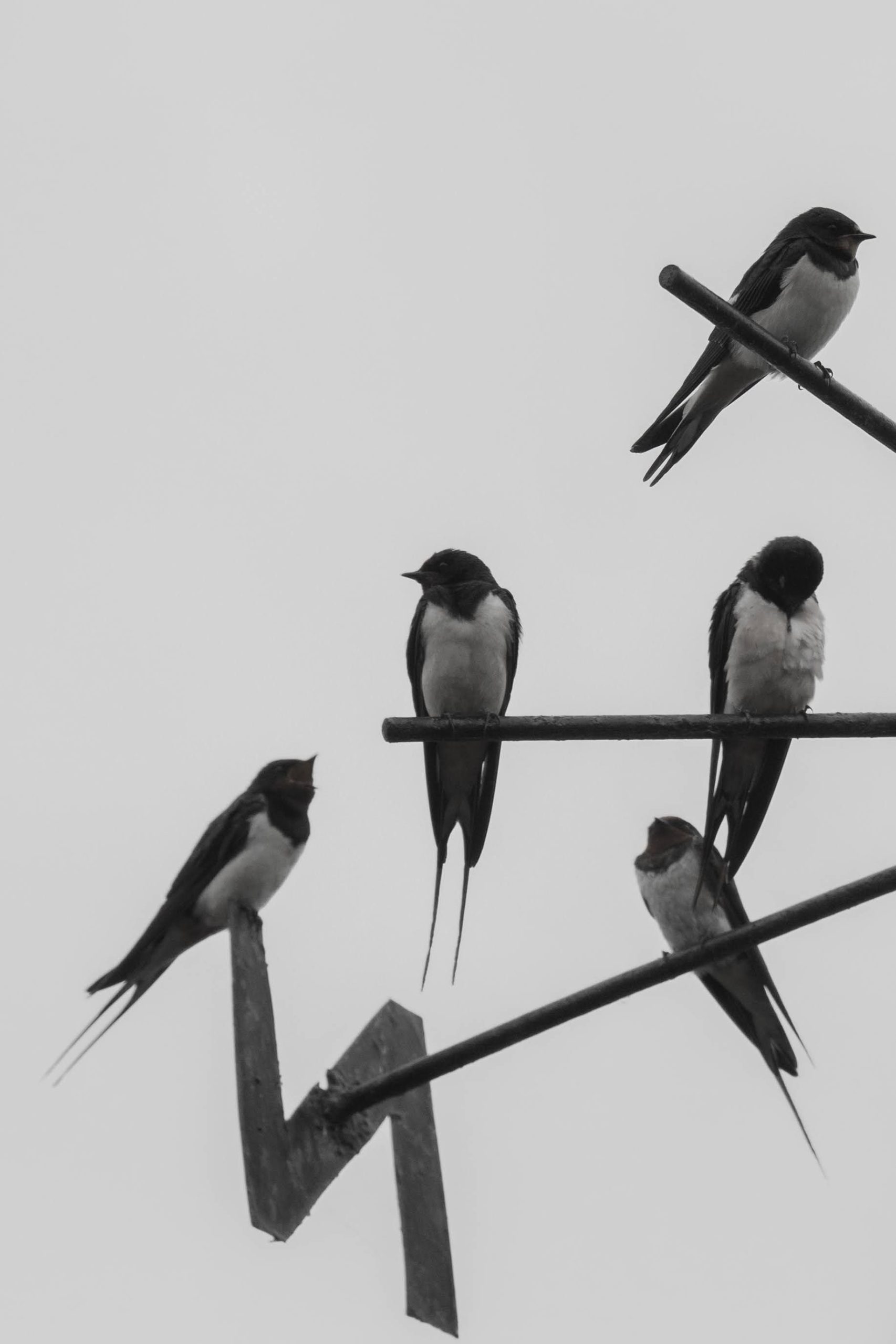 Rye Vote On Barn Swallows