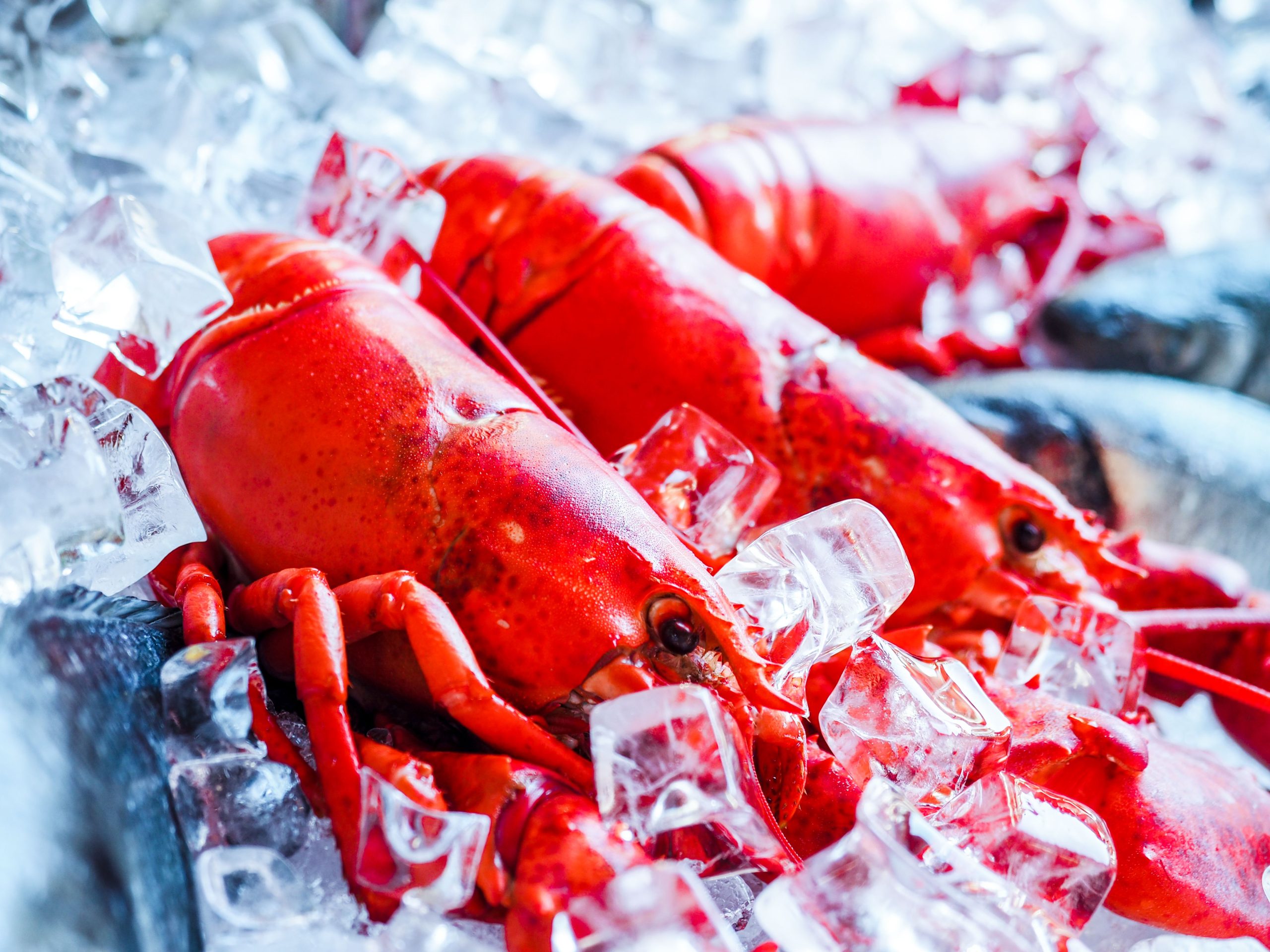Maine Lobster Business Amid Tariff War